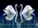 swans reflection